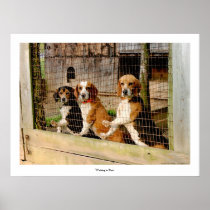 'Waiting to Run'  Beagle Print