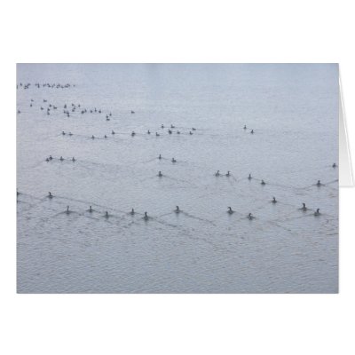 Wake of Swimming Geese Card by StormShooter