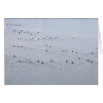 Wake of Swimming Geese Card by StormShooter Wake of Swimming Geese Card