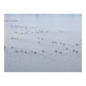 Wake of Swimming Geese posters by StormShooter Wake of Swimming Geese posters