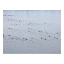 Wake of Swimming Geese posters