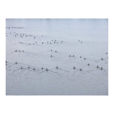 Wake of Swimming Geese Poster by StormShooter