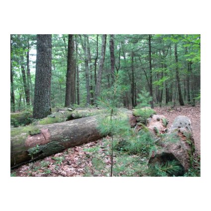 Walden Forest print