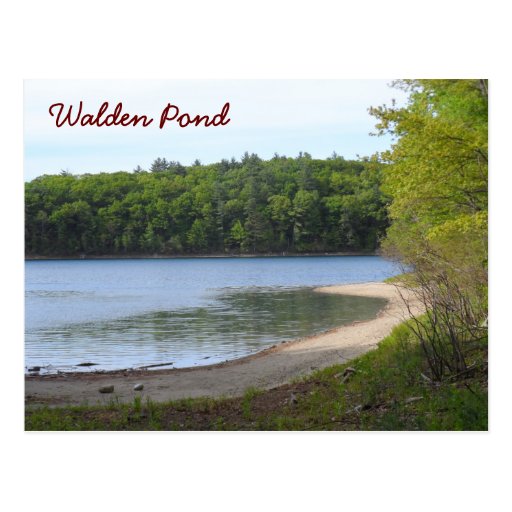 Walden Pond, Concord, MA Postcard | Zazzle