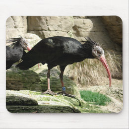 Waldrapp ibis Black Feathered Bird Mousepad mousepad