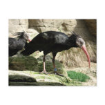 Waldrapp ibis Black Feathered Bird Postcard