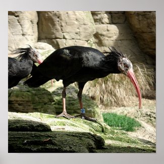 Waldrapp ibis Black Feathered Bird Poster print