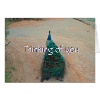 Walk Away Peacock - Thinking of You Card
