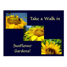 Walk in Sunflower Gardens Post Cards Sun Flowers