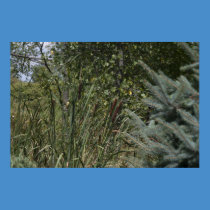 Walk in the woods posters