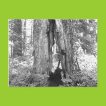 Walk Through Tree postcards