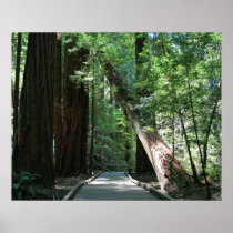"Walking amongst Giants", Muir Woods Print