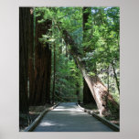 "Walking amongst Giants", Muir Woods posters