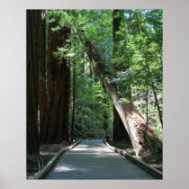 "Walking amongst Giants", Muir Woods Posters