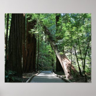 "Walking amongst Giants", Muir Woods Print