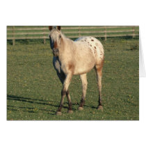 Walking Appaloosa Card