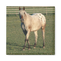 Walking Appaloosa Fridge Magnets