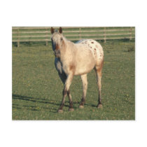 Walking Appaloosa postcards by HorseLoversGifts Walking Appaloosa postcards
