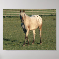 Walking Appaloosa Print