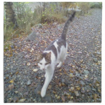 Walking Cat Napkin