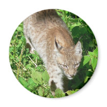 Walking Lynx magnets by lifesphere Walking Lynx magnets