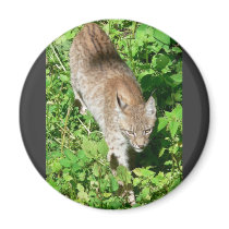 Walking Lynx magnets by lifesphere Walking Lynx magnets