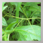Walking Stick Posters
