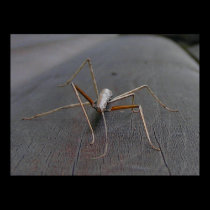 Walking Stick Print / Poster posters