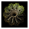 Walking Sticks. posters