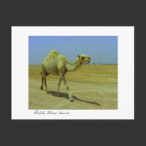 Walking the long road - Camel on Failaka Island postcards