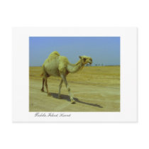 Walking the long road - Camel on Failaka Island postcards