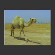 Walking the long road - Camel on Failaka Island postcards