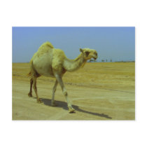 Walking the long road - Camel on Failaka Island postcards