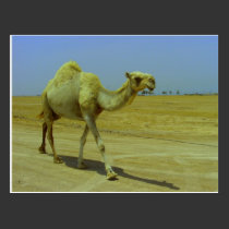 Walking the long road - Camel on Failaka Island postcards