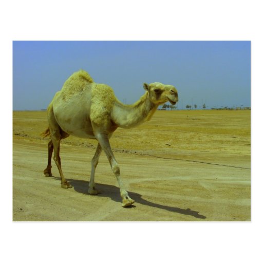 Walking the long road - Camel on Failaka Island Postcards