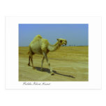 Walking the long road - Camel on Failaka Island Postcard