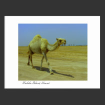 Walking the long road - Camel on Failaka Island postcards