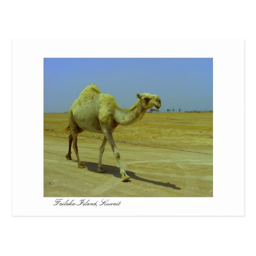 Walking the long road - Camel on Failaka Island Postcard