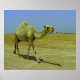 Walking the long road - camels on Failaka Poster