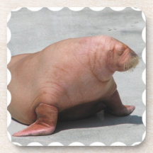 Walking Walrus Set of Six Coasters