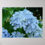 WALL ART Floral Hydrangea Flowers Baslee Troutman Posters