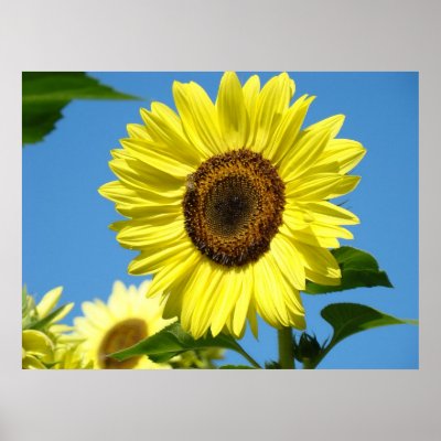 Wall Art Sunflowers Art Prints Blue Sky Canvas
