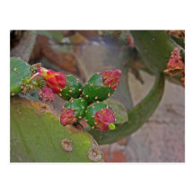 Wall Cactus 5 Post Card