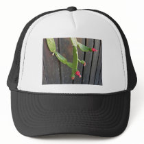 Wall Cactus 7 hats