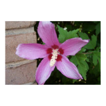 Wall Flower posters