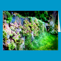 Wall Flowers cards