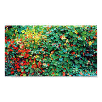 Wall Of Nestursums posters