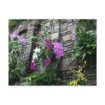 Wall of Orchids Post Cards