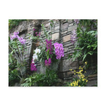 Wall of Orchids postcards