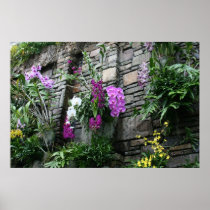 Wall of Orchids Poster
